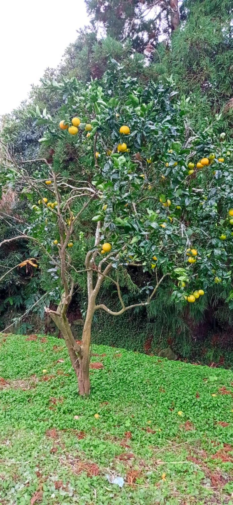 Villa Visconde Nordeste  Zimmer foto